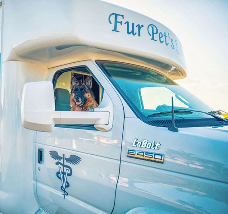 Acupuncture Mobile Veterinarian in Vero Beach and Sebastian